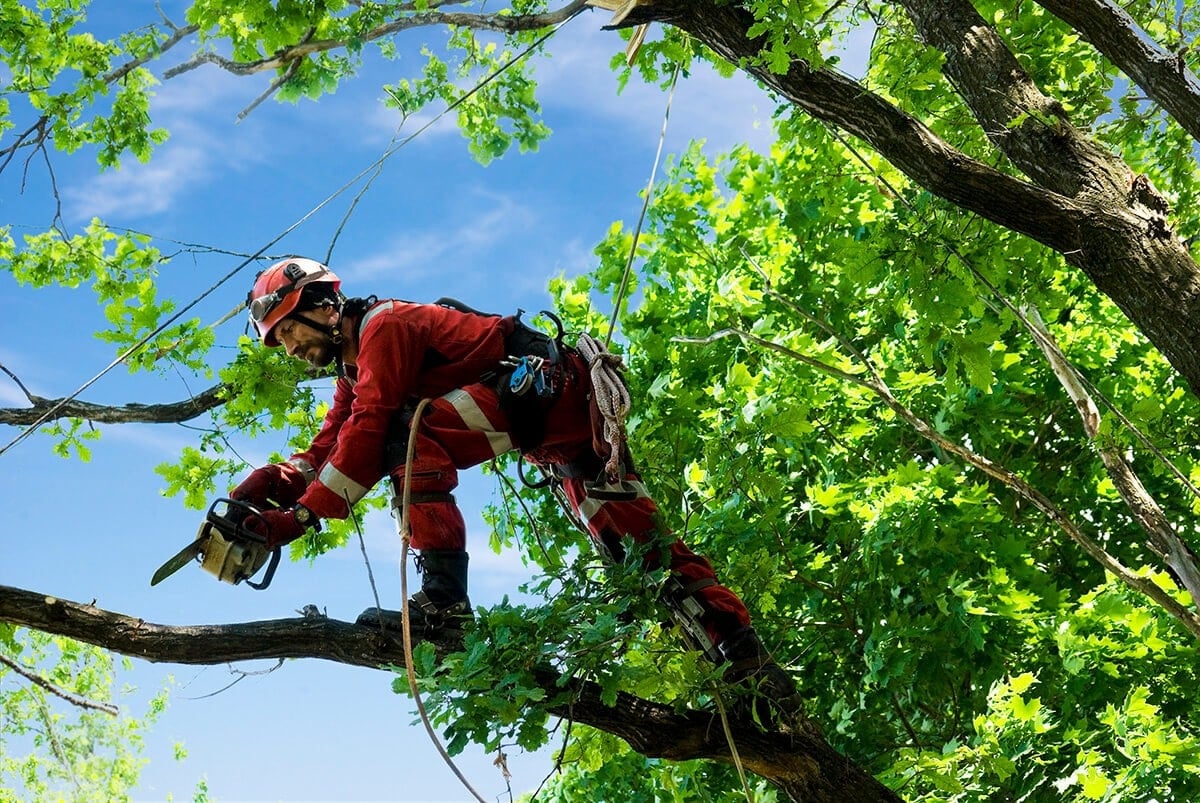 J & J Professional Tree Service in Knoxville, TN