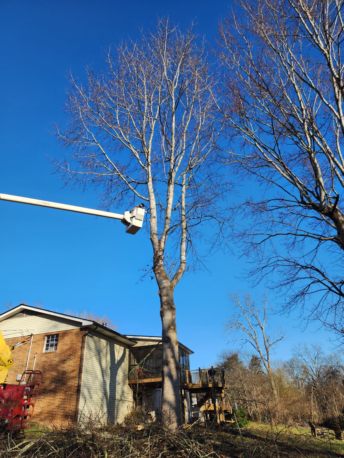J & J Professional Tree Service in Knoxville, TN