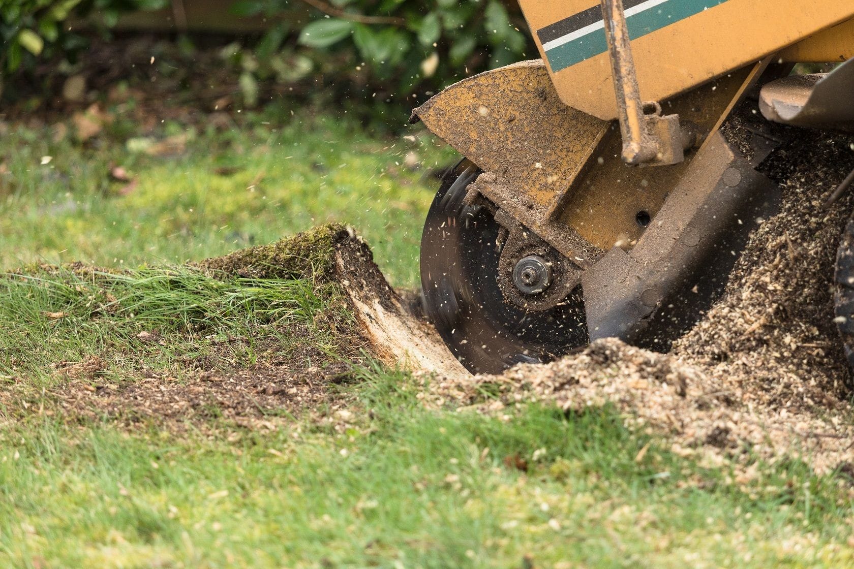 Tree Root Removal J & J Professional Tree Service in Knoxville, TN