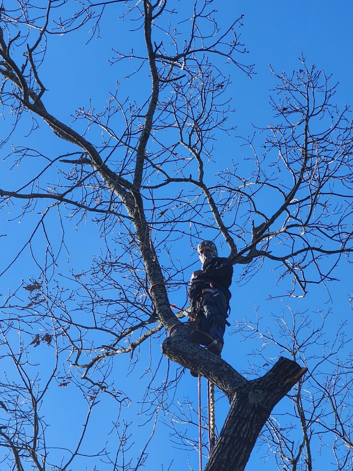 J & J Professional Tree Service in Knoxville, TN