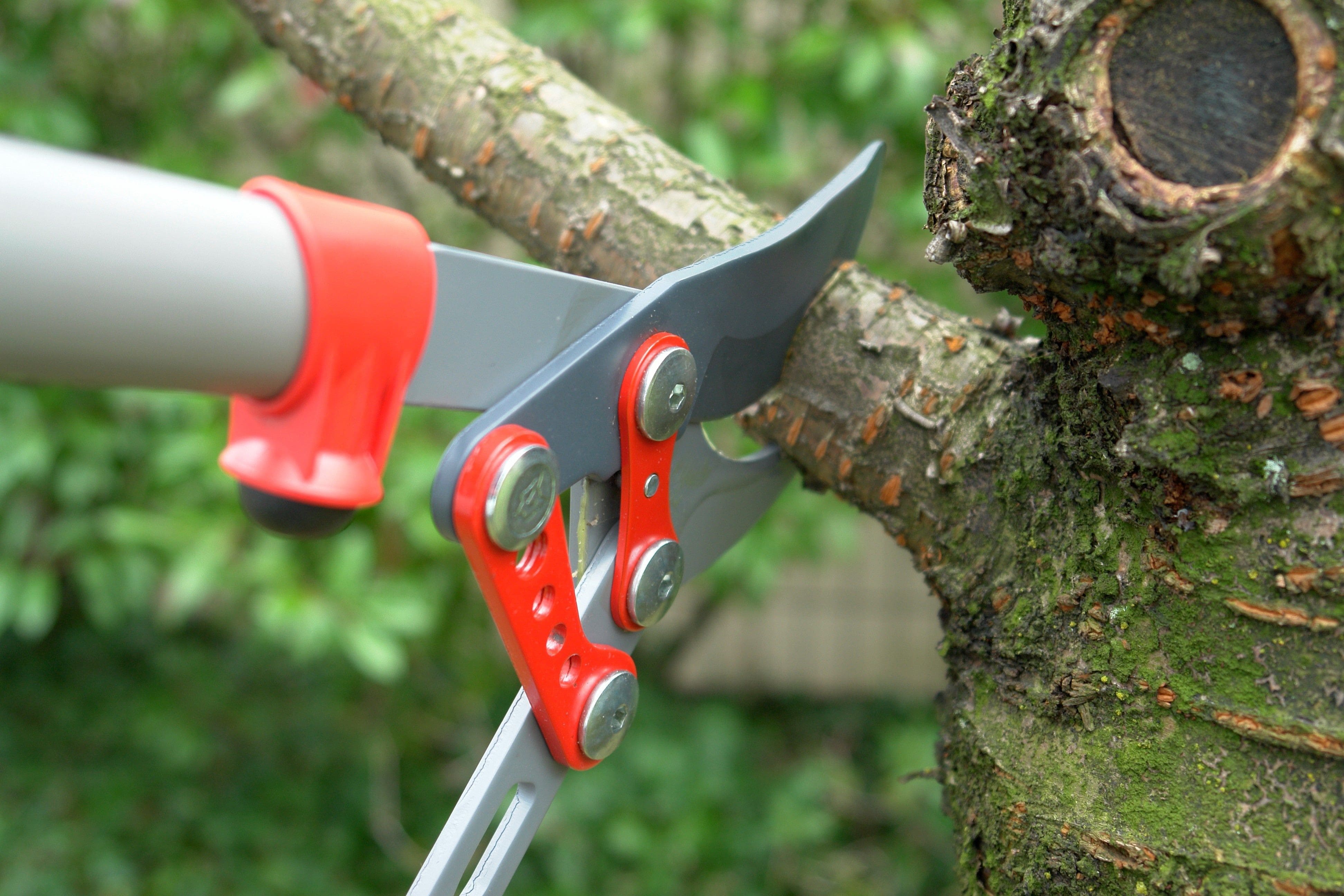 Tree Pruning J & J Professional Tree Service in Knoxville, TN