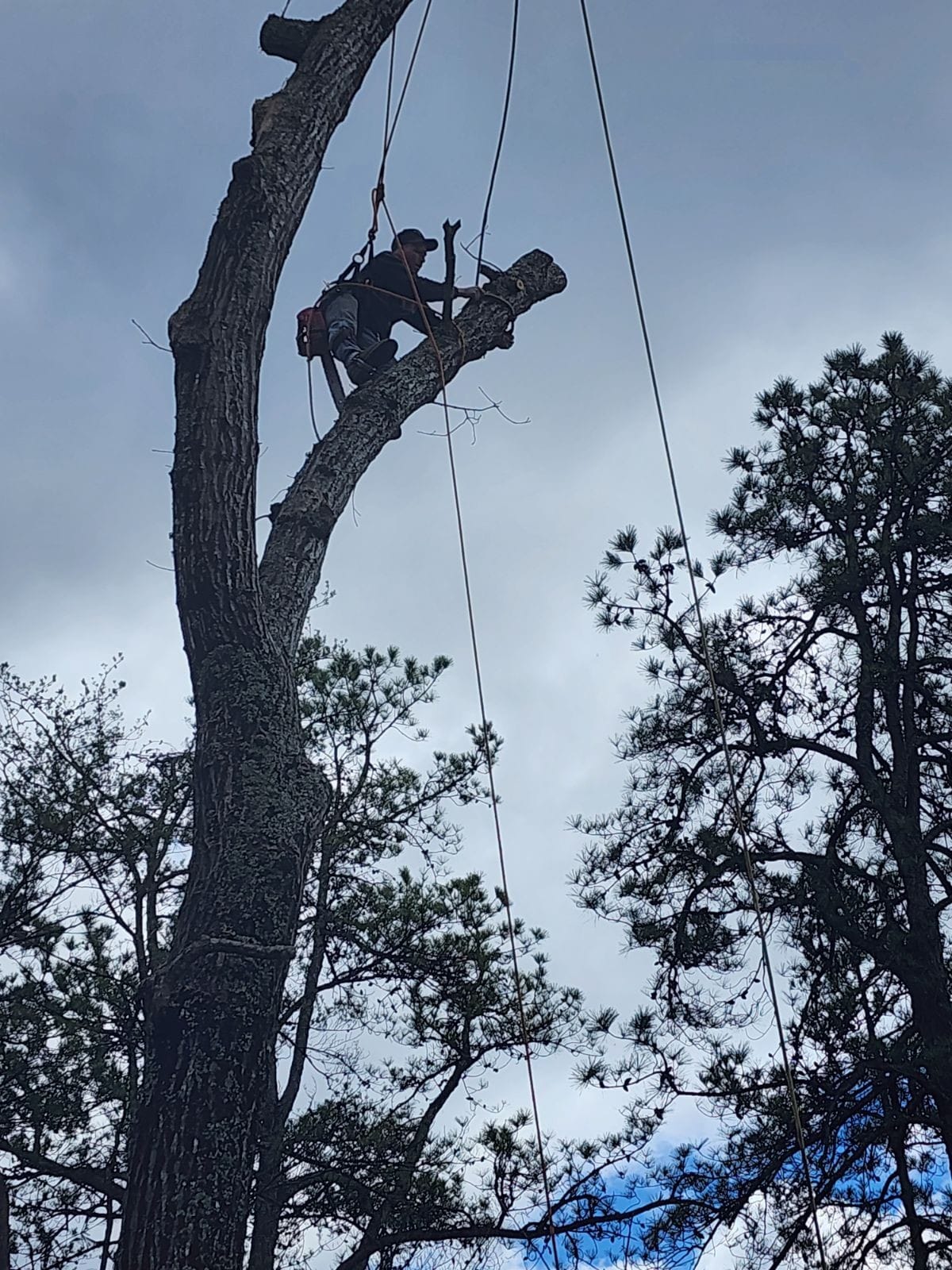 J & J Professional Tree Service in Knoxville, TN