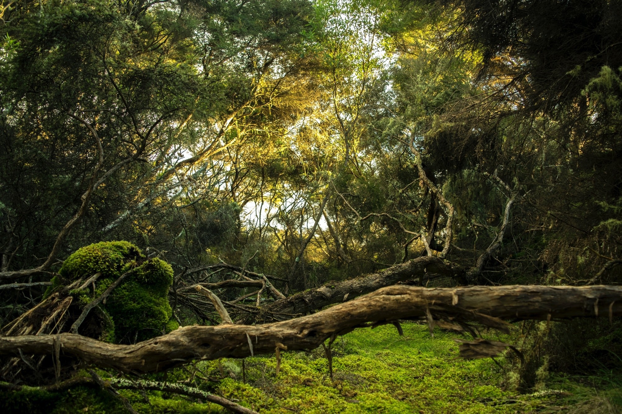 J & J Professional Tree Service in Knoxville, TN