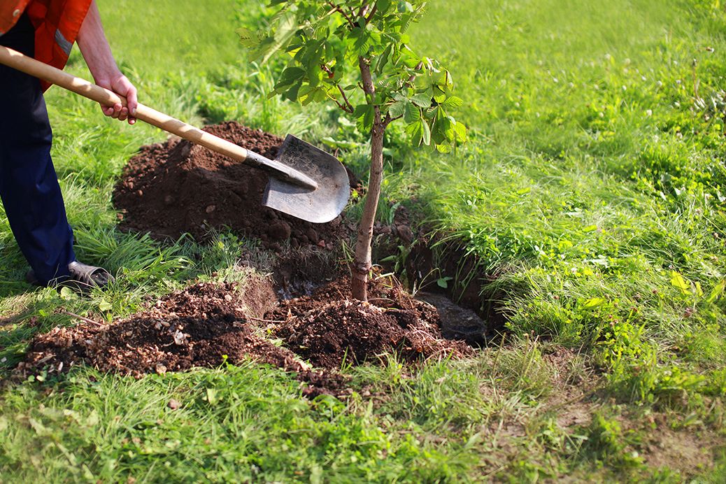 J & J Professional Tree Service in Knoxville, TN